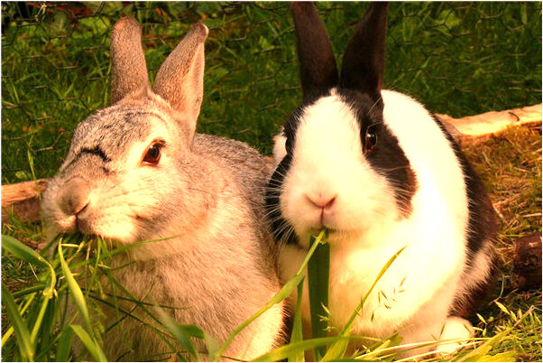 夢見去銀行被劫有什麼徵兆_周公解夢官網