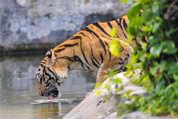 虛歲是36歲的人哪年生_十二生肖