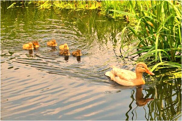 夢到了把好朋友家的車弄丟了什麼預兆_周公解夢官網