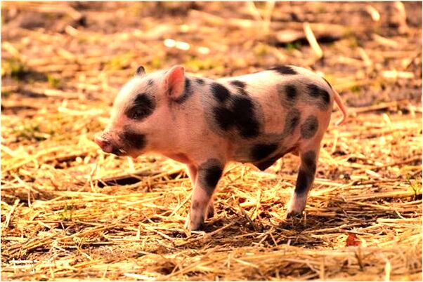 夢見兒子從山上摔下有什麼預示嗎_周公解夢官網