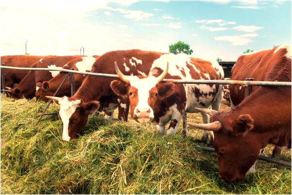 夢見有人向我嘴裡臉上尿是什麼啟示_周公解夢官網