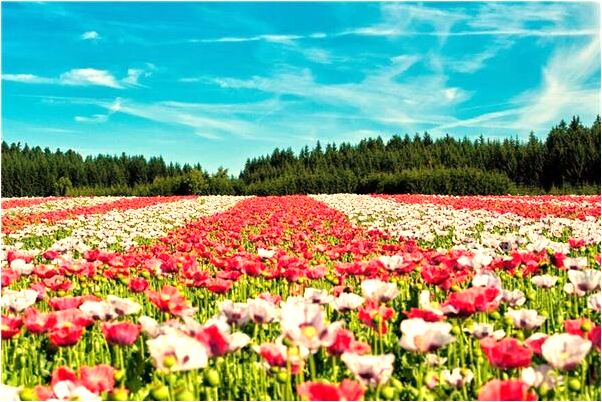 夢到敲鼓娶嫁擺酒是什麼意思_周公解夢官網