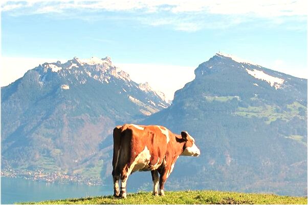夢到了牛奶變黑有什麼寓意嗎_周公解夢官網