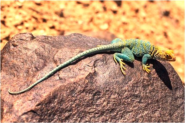 夢到小孩子掉水裡面有什麼說法_周公解夢官網