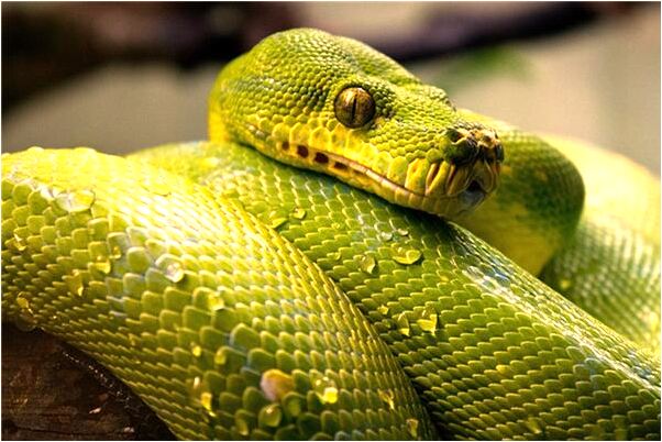 夢到了找到了丟了的東西什麼寓意_周公解夢官網