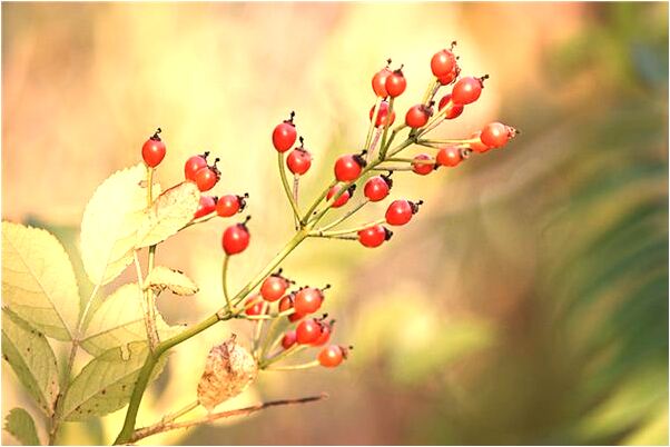 夢到健在的奶奶死去又復活預示了什麼_周公解夢官網