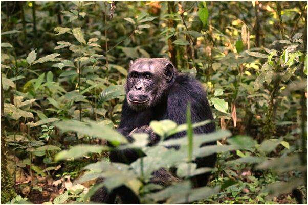 夢見背草回家會有什麼預兆_周公解夢官網