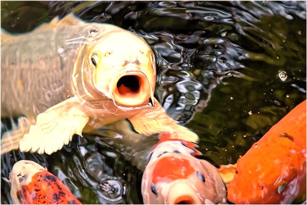 夢到了買二手農用車預示著什麼_周公解夢官網