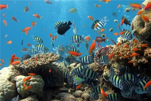 夢見下魚是好事還是壞事_周公解夢