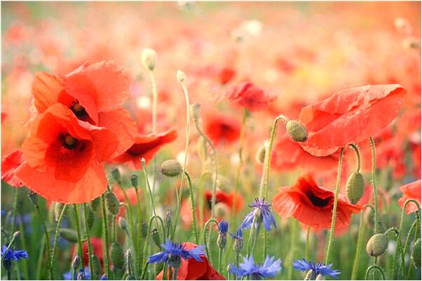 夢到了有事請客意味什麼_周公解夢官網