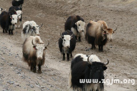 Dream of yak