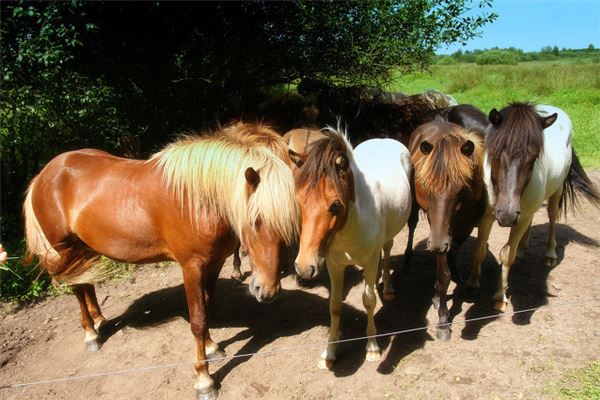 馬年運程2014出生生肖年運_十二生肖