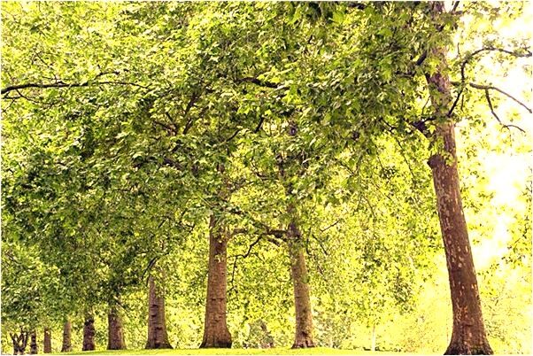 夢到了鳥窩有蛋有什麼說法_周公解夢官網