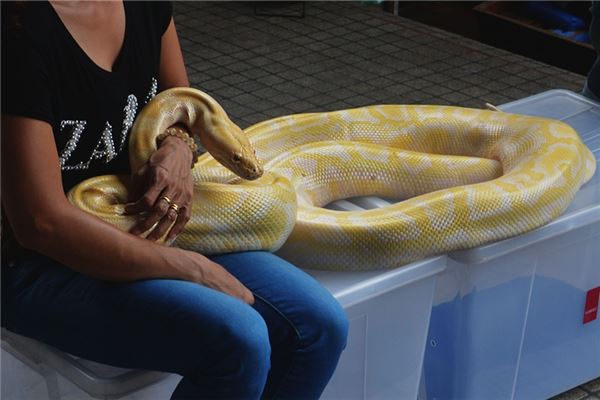 夢見別人抓住一條大蛇_周公解夢