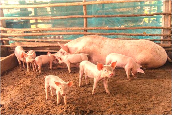 夢到老人背自己是什麼預兆?_周公解夢官網