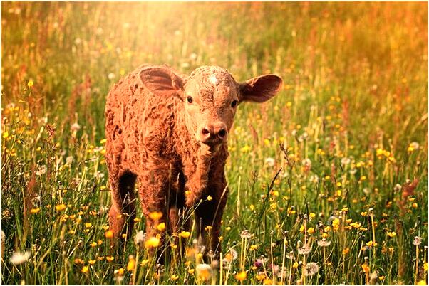 夢見在前妻面前哭預示什麼_周公解夢官網