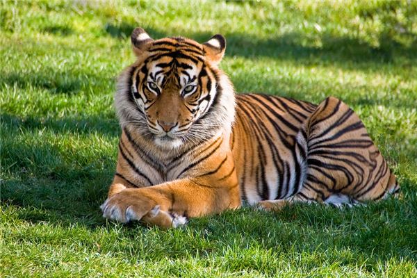 1998年什麼生肖五行_十二生肖