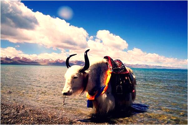 夢到在夢裡看到老公和別人做愛有何寓意_周公解夢官網