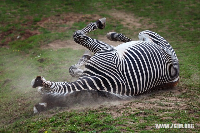 夢見撿到陰幣_周公解夢夢到撿到陰幣是什麼意思_做夢夢見撿到陰幣好不好_周公解夢官網