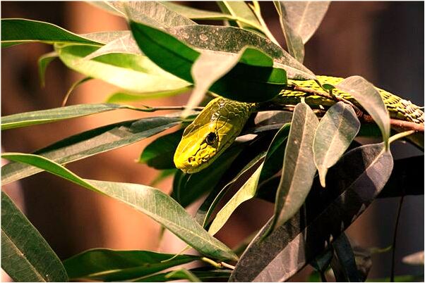 夢見襯衣扣子掉了預示什麼_周公解夢官網