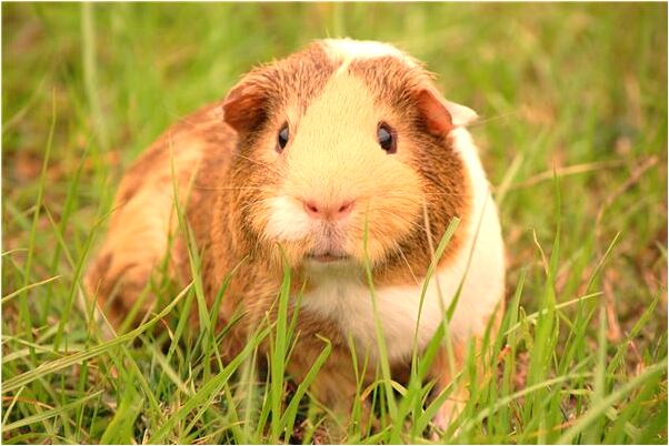 夢到了龍被砍了頭有什麼意思_周公解夢官網