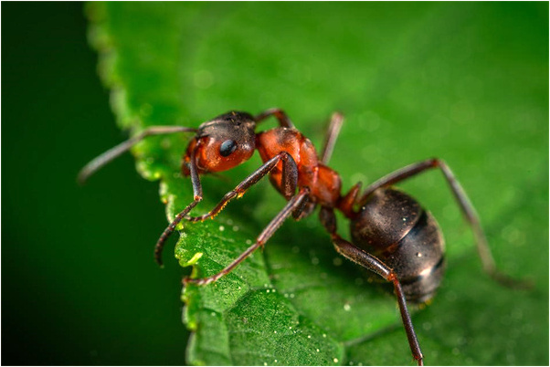 夢到一個小女孩和就變成豬了會怎么樣_周公解夢官網