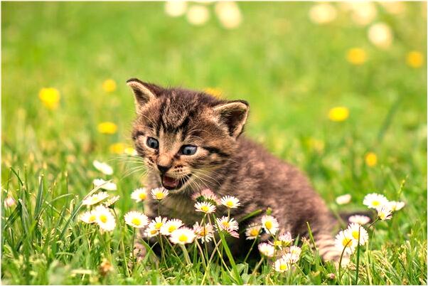 夢到了我和老公被人追有什麼含義_周公解夢官網