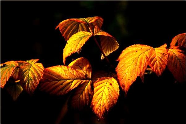 夢到放火又被三兩個人撲滅怎么回事_周公解夢官網