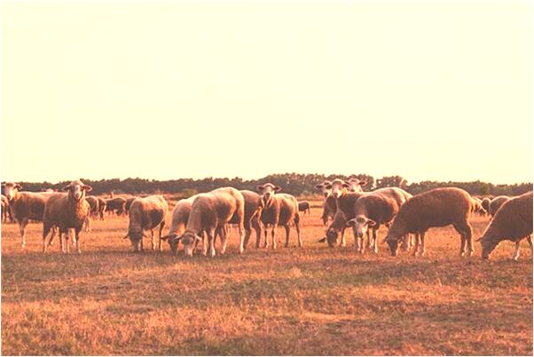 夢到了有事找人找不到電話打不通意味著什麼_周公解夢官網