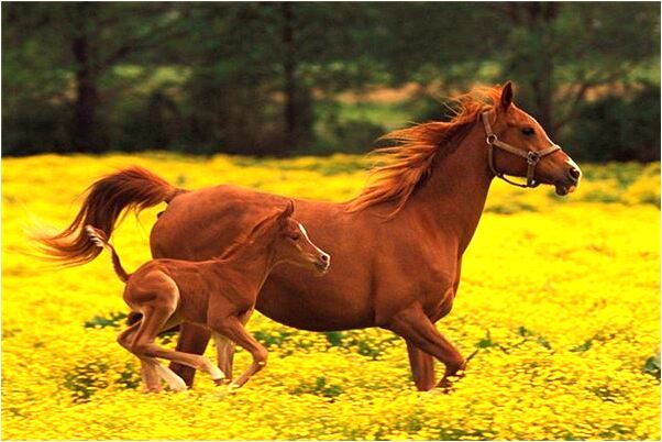 夢見別人幫自己照黑白照是凶兆還是吉兆_周公解夢官網