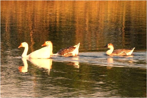 夢見抱著洋芋過河是什麼意思?_周公解夢官網
