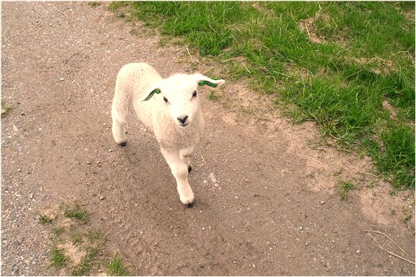 夢到了老同學哭訴是好事還是壞事_周公解夢官網