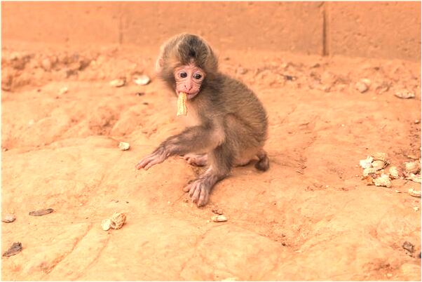 夢到馬秀連有什麼意義嗎_周公解夢官網