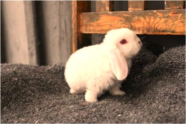 夢見老公幫自己蓋被子是凶兆還是吉兆_周公解夢官網