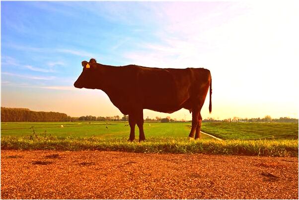 夢到了小女孩自己撿蛋是凶兆還是吉兆_周公解夢官網