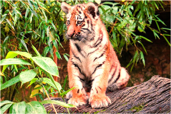 夢見狗偷雞會有什麼預兆_周公解夢官網