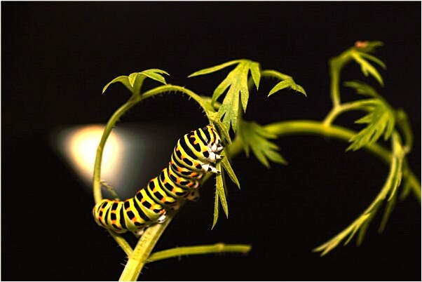 夢到閨女拉屎是不是好的徵兆呢_周公解夢官網