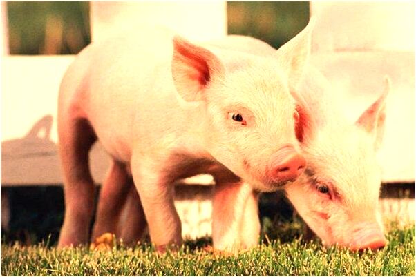 夢到了大葛根意味著什麼_周公解夢官網