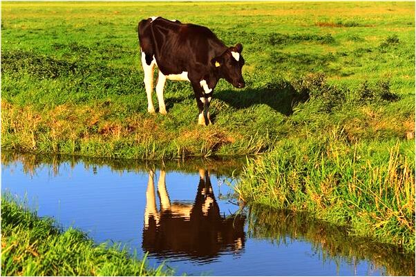 夢到好幾條大蛇和魚有什麼預示嗎_周公解夢官網