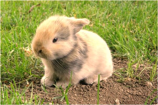 夢到了老鄰居給他的鄰居打架了是不是好的徵兆呢_周公解夢官網