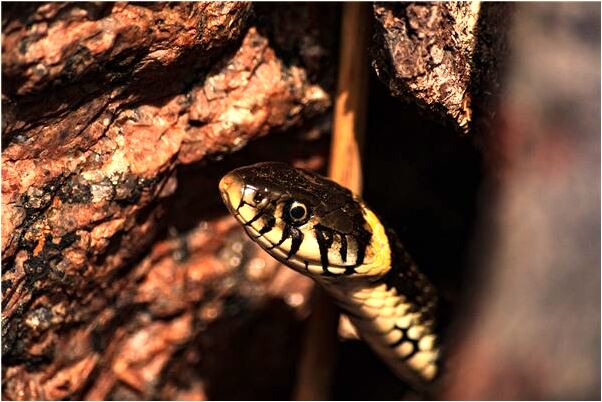 夢見很多大碗有什麼說法_周公解夢官網