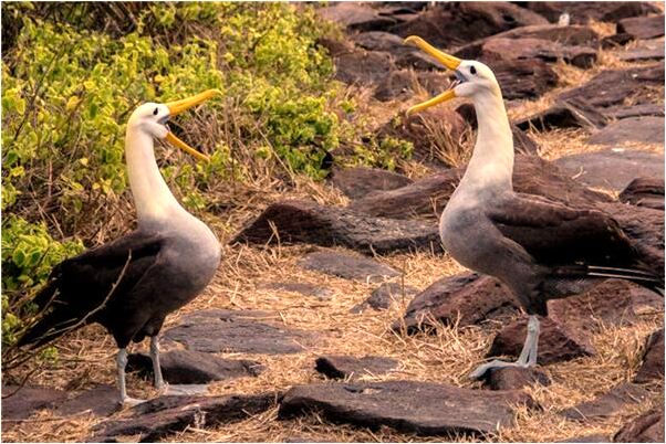 夢到了朋友我送玉鐲有何寓意_周公解夢官網