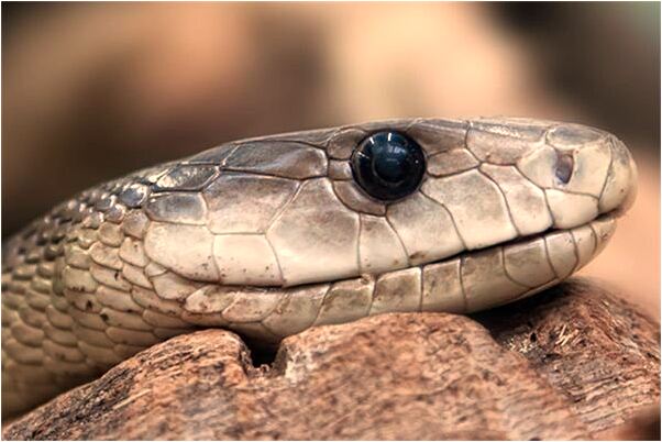 夢到了自己當賊被女孩追到預示什麼_周公解夢官網