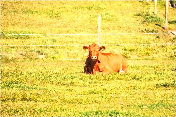 夢到別人要殺死我是啥預兆_周公解夢官網