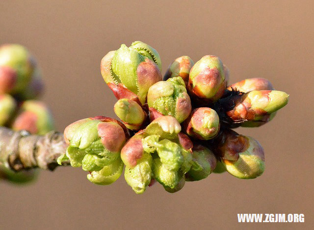 夢見自己談戀愛_周公解夢夢到自己談戀愛是什麼意思_做夢夢見自己談戀愛好不好_周公解夢官網