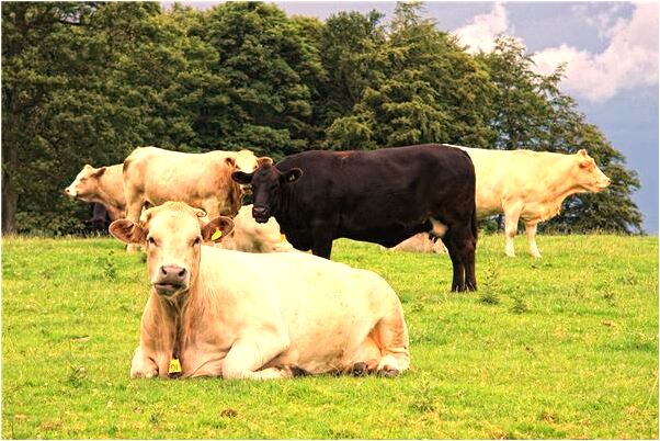 夢到了好大一棵樹是什麼預兆？_周公解夢官網