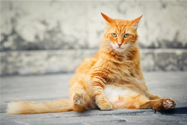 夢到了貓生意味著什麼_周公解夢