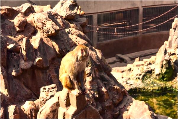 夢見窗外桃花開是什麼徵兆_周公解夢官網