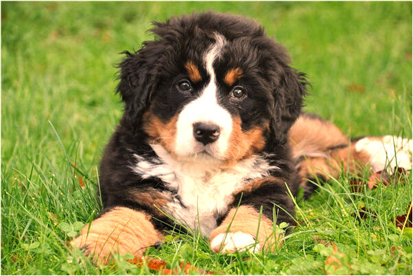 夢見女朋友對自己說喜歡別人有什麼意思_周公解夢官網