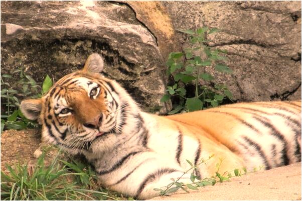 夢見被狗咬手後被祖宗拉走的預兆_周公解夢官網